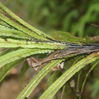 Alsophila sinuata  (Hook. & Grev.) R.M.Tryon